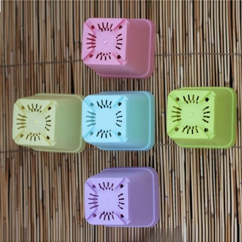Mini Square Plants