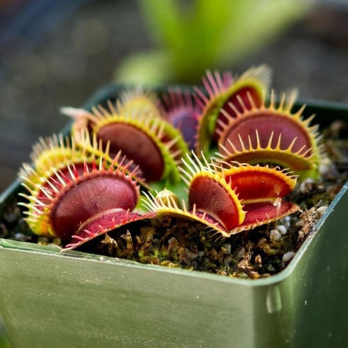 Flytrap Seed Bonsai
