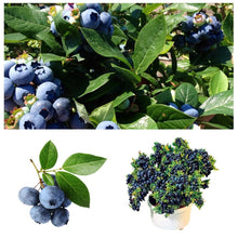 Load image into Gallery viewer, 20pcs Dwarf Tree